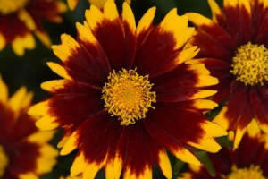 Coreopsis 'Uptick Red' 